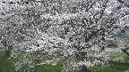 ochiai2-20250423125031.jpg