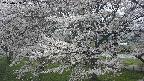 ochiai2-20250423130032.jpg