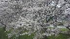 ochiai2-20250423131032.jpg