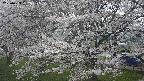 ochiai2-20250423132032.jpg