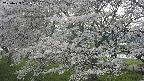 ochiai2-20250423161029.jpg