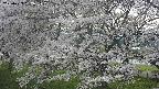 ochiai2-20250423162031.jpg