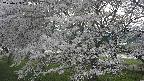 ochiai2-20250423163028.jpg