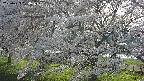 ochiai2-20250423164028.jpg
