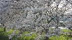 ochiai2-20250423165029.jpg