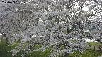 ochiai2-20250423171031.jpg
