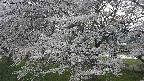 ochiai2-20250423173031.jpg