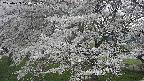 ochiai2-20250423174029.jpg