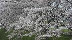ochiai2-20250423175033.jpg