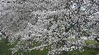 ochiai2-20250423180031.jpg