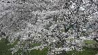 ochiai2-20250423181029.jpg