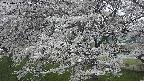 ochiai2-20250423182031.jpg