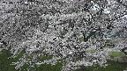 ochiai2-20250423183030.jpg