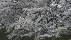 ochiai2-20250423184031.jpg