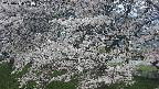 ochiai2-20250424050031.jpg
