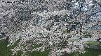 ochiai2-20250424051028.jpg