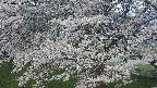 ochiai2-20250424052030.jpg