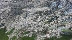 ochiai2-20250424055028.jpg
