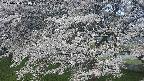 ochiai2-20250424060031.jpg