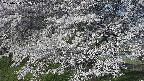 ochiai2-20250424062031.jpg