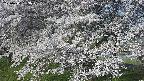 ochiai2-20250424063028.jpg