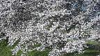 ochiai2-20250424064030.jpg