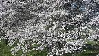 ochiai2-20250424065032.jpg