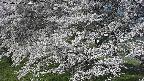 ochiai2-20250424070031.jpg