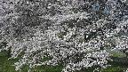 ochiai2-20250424071031.jpg
