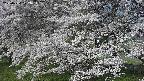 ochiai2-20250424072033.jpg