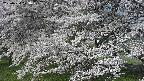ochiai2-20250424073030.jpg