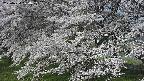 ochiai2-20250424074032.jpg