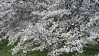ochiai2-20250424075030.jpg