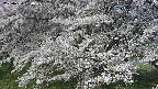 ochiai2-20250424080030.jpg