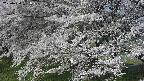 ochiai2-20250424081030.jpg
