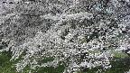 ochiai2-20250424082031.jpg