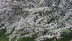 ochiai2-20250424083030.jpg