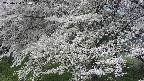 ochiai2-20250424084032.jpg