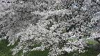 ochiai2-20250424085034.jpg