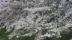 ochiai2-20250424090031.jpg