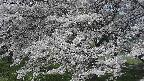 ochiai2-20250424091032.jpg