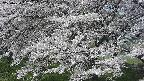 ochiai2-20250424092033.jpg