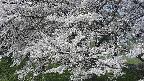 ochiai2-20250424093034.jpg