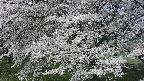 ochiai2-20250424094033.jpg
