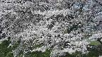 ochiai2-20250424100032.jpg