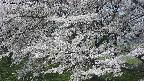 ochiai2-20250424102032.jpg