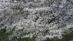 ochiai2-20250424103032.jpg
