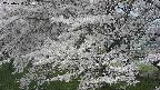 ochiai2-20250424104031.jpg