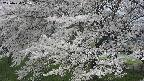 ochiai2-20250424105032.jpg