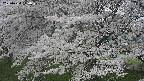 ochiai2-20250424110029.jpg